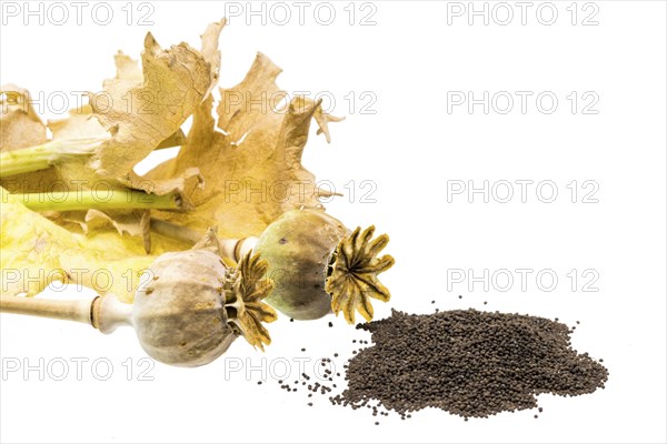Fresh poppy with seed capsules and leaves, cropped on white