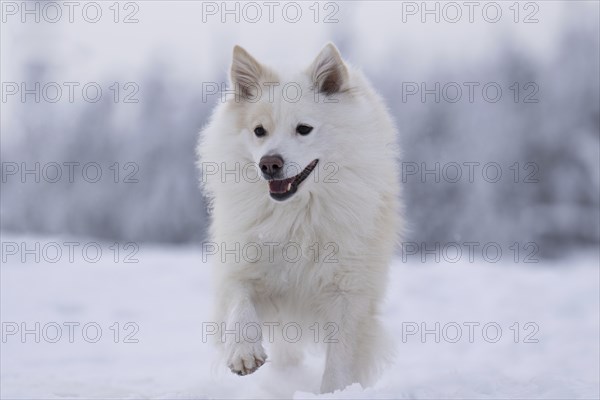 Winter walk