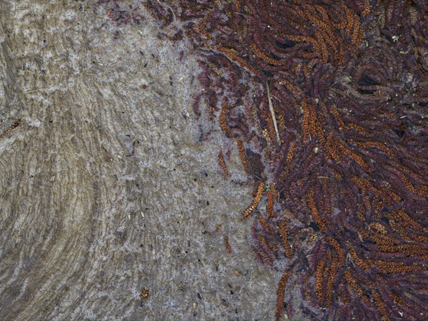 Male catkins of black alder in a stream with biofilm