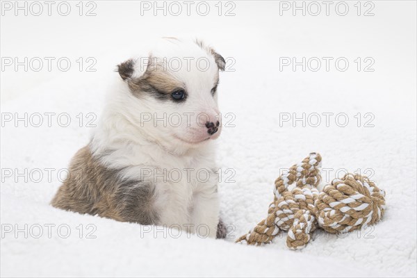 4 week old Icelandic puppy