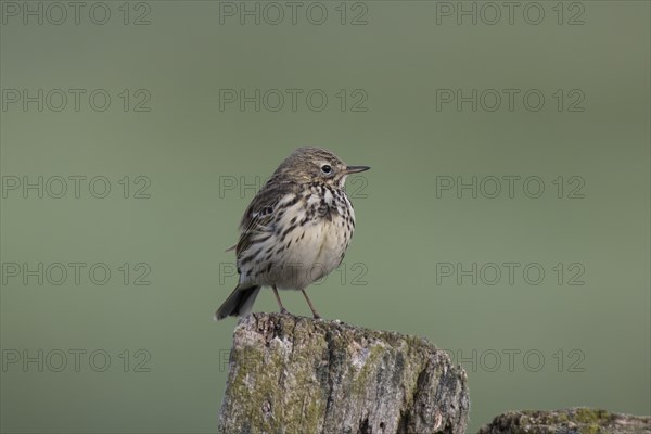 Meadow pipit, Anthus pratensis, meadow pipit