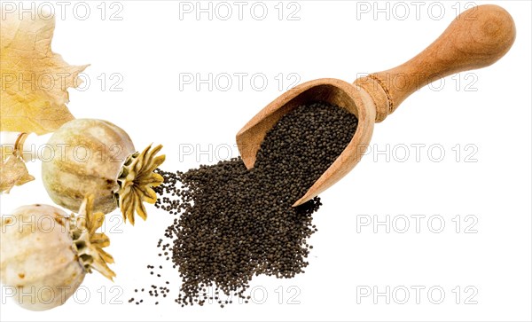 Fresh poppy with seed capsules and leaves, cropped on white