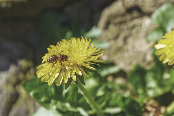Close-up of a bee on a yellow dandelion flower in a natural environment, Nützenberger Straße,