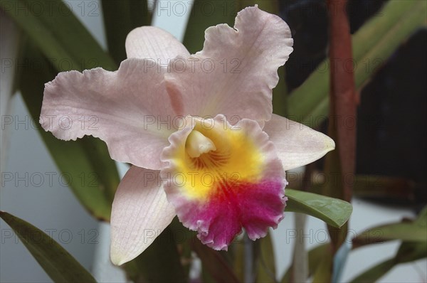Pink Cattleya orchid in garden setting