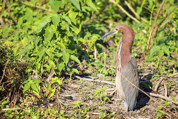 Rufescent tiger heron (Tigrisoma lineatum) Pantanal Brazil