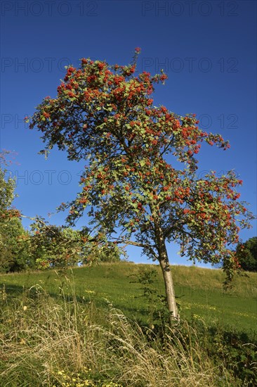 Mountain ash with red fruits, rowan (Sorbus aucuparia), near the Gabenhöfchen near Poppenhausen,