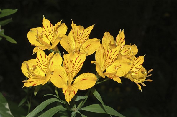 Peruvian lily, the yellow Alstromeria aurantiaca flower, on black background