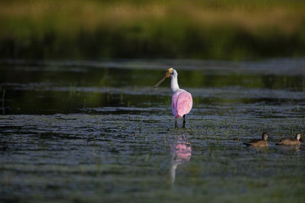 Roseate spoonbill (Ajaia ajaja) Pantanal Brazil