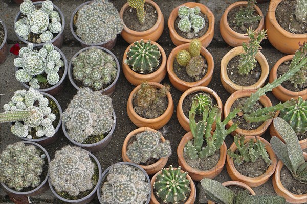 Cactuses in terracotta pots at garden nursery