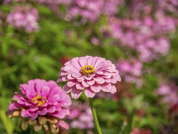 Close-up of two pink flowers in a green and blooming garden, Bad Lippspringe, Germany, Europe