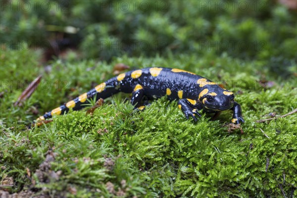 Fire salamander, Salamandra salamandra, fire salamander