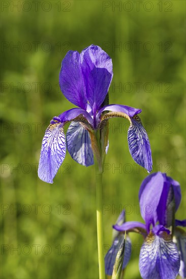 Siberian iris, Iris sibirica