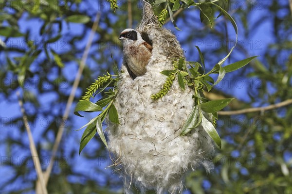 Eurasian Penduline Tit, Remiz pendulinus, Eurasian penduline tit