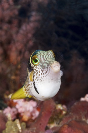 Saddleback Pufferfish, Canthigaster valentini, Raja Ampat, West Papua, Indonesia, Asia