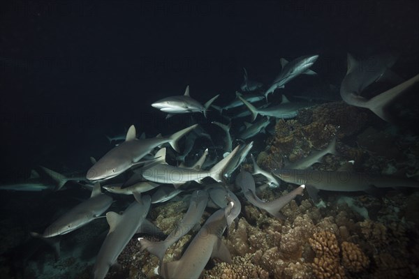 Grey reef sharks hunting at night, Carcharhinus amblyrhynchos, Fakarava, Tuamotu Archipelago,