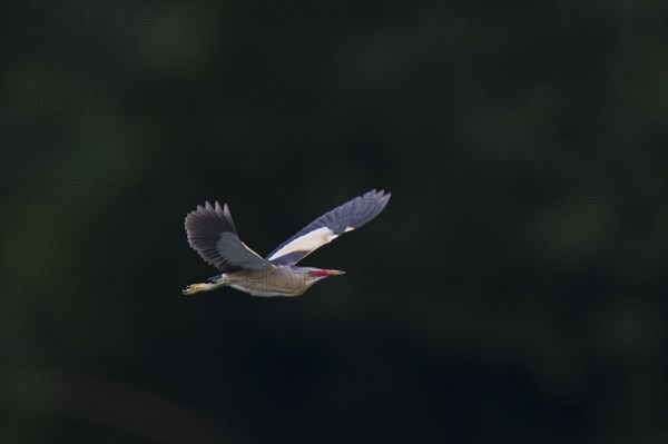 Little Bittern, Ixobrychus minutus, Little Bittern