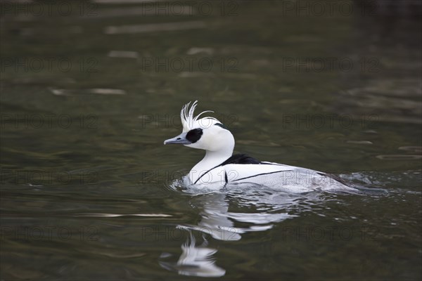 Red-breasted Merganser, Mergellus albellus, smew