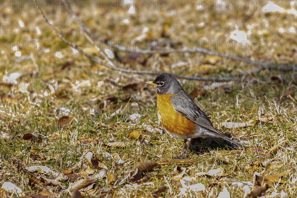 American robin looking for food in meadow for young