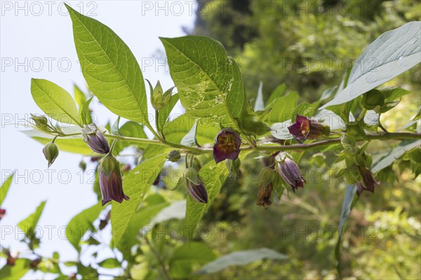 Black belladonna, Atropa belladonna, Black belladonna