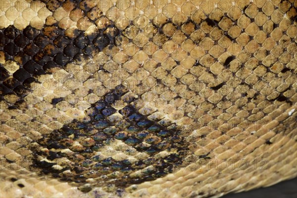 Snakeskin, snakeskin