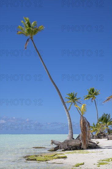 Solitary coconut palms (Cocos nucifera), private island, bird island, privileged, ecological,