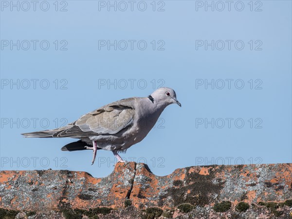Wood pigeon walks over a roof ridge in front of a blue sky
