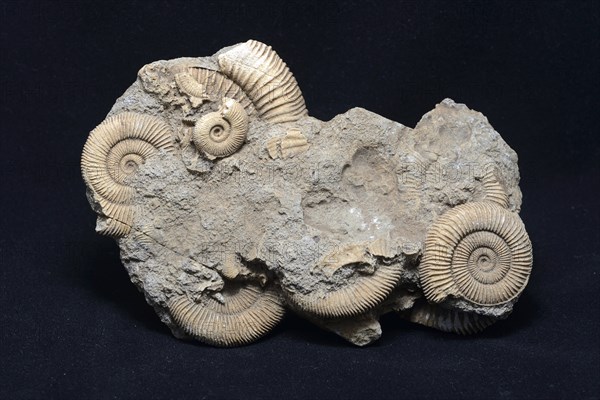 A group of ammonite fossils partly embedded in stone