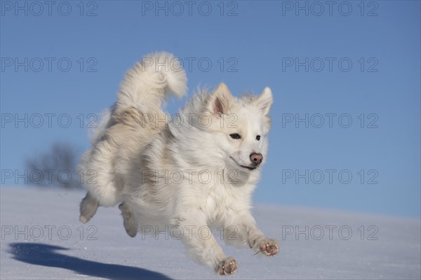 Running Icelandic dog in the snow