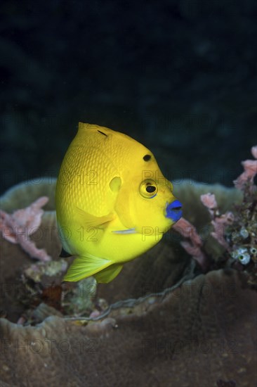 Yellow three-spot angelfish, apolemichthys trimaculatus, Raja Ampat, West Papua, Indonesia, Asia