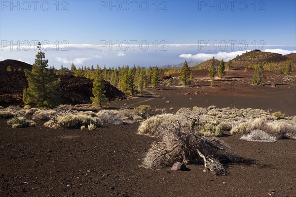 Crater landscape of the Teide National Park, Tenerife, Spain, Europe