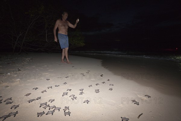 Hawksbill sea turtles hatchlings are released into the sea, Eretmochelys imbricata, New Ireland,