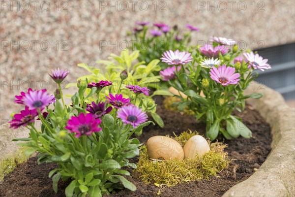 Easter eggs lie between flowers in a nest of moss