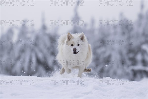 Snow walk