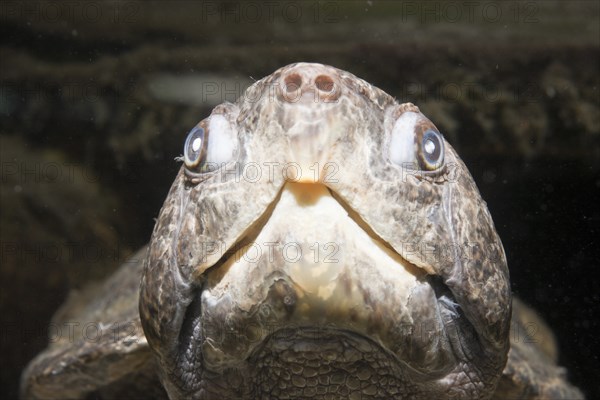 Big-headed turtle, Platysternon megacephalum, Thailand, Asia