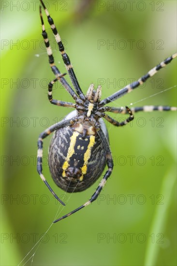 The underside of a four-spotted cross spider in the web