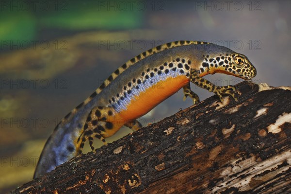 Male alpine newt, Ichthyosaura alpestris, Syn.: Triturus alpestris, alpine newt, male