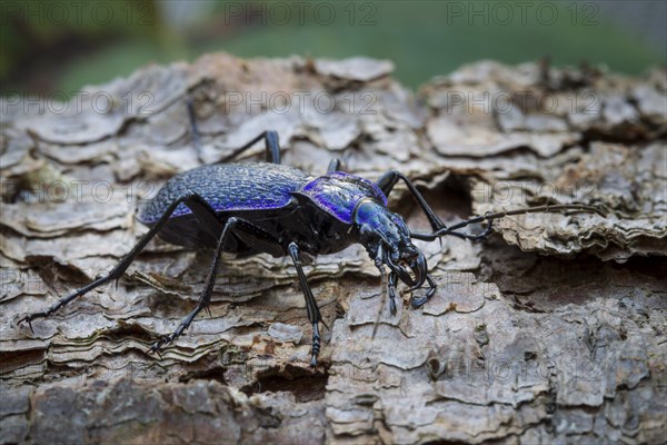 Blue-violet wood ground beetle, Carabus problematicus, beetle
