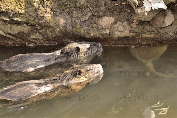 2 Swimming nutria