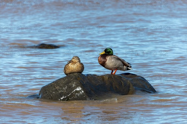 A pair of mallards, a mallard resting on a rock on the shore of Lake Michigan