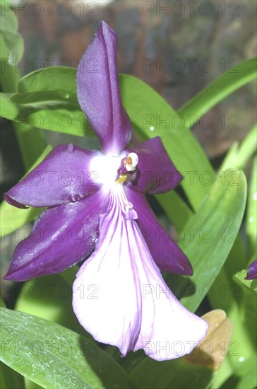 Purple orchid, probably Miltonia spectabilis