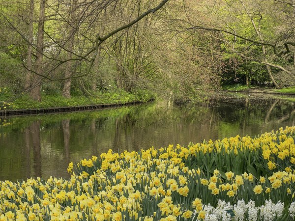 Wild daffodils line the banks of a river, surrounded by tall trees in a spring landscape,