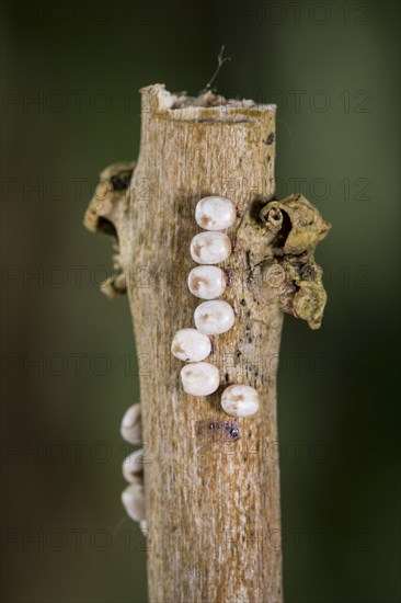 Saturnia pyri, giant peacock moth, eggs