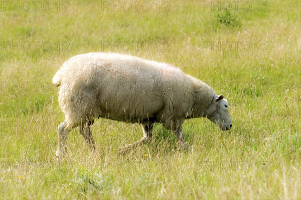 Young sheep on a dyke top with green grass in front of a blue sky