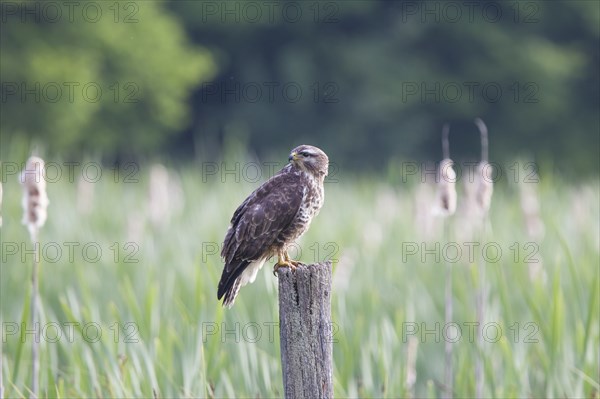Buzzard, Buteo buteo, Common Buzzard