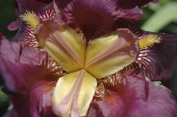 Centre of purple and yellow iris