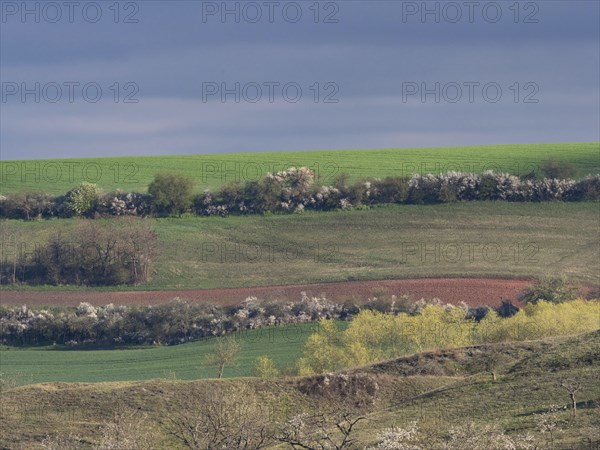 Thuringian basin with hedges and fields during a thunderstorm