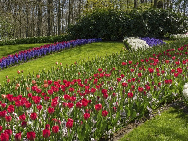 A flower bed with red tulips and blue hyacinths on a green meadow near a forest, Amsterdam, the