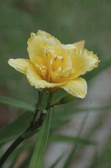 Single yellow lily in garden setting