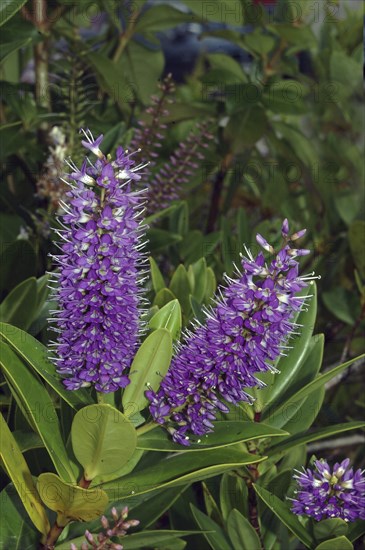 Purple flowers of Hebe speciosa