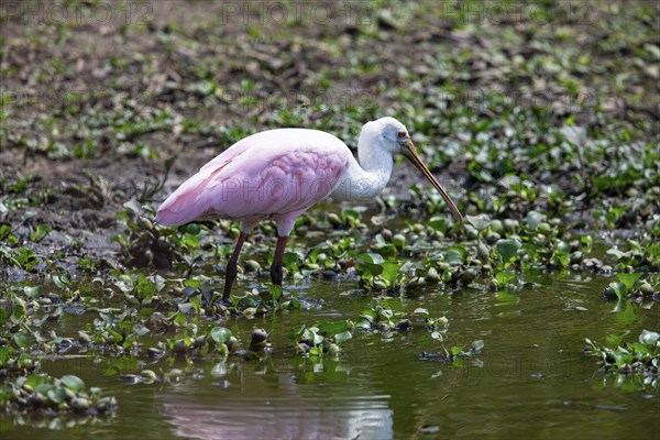 Roseate spoonbill (Ajaia ajaja) Pantanal Brazil